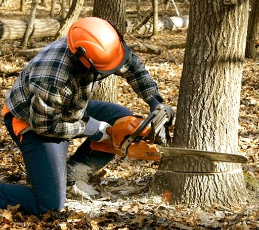 Tree Removal in Batchtown, IL